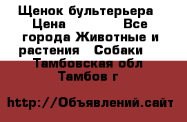 Щенок бультерьера › Цена ­ 35 000 - Все города Животные и растения » Собаки   . Тамбовская обл.,Тамбов г.